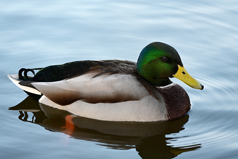 Mallard drake on Verulam Lake, St Albans