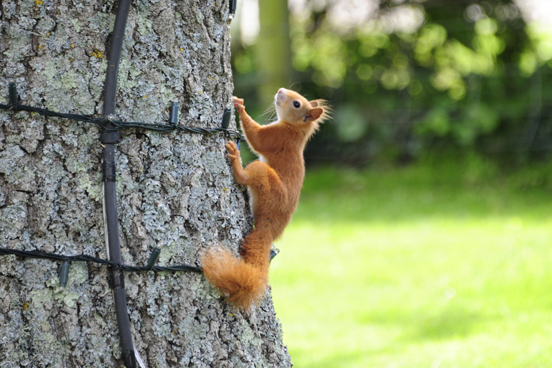Red squirrel on the Isle of Wight